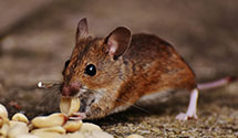 24 Hour & Emergency Exterminators in Bellingham, WA